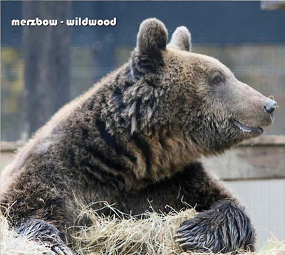 MERZBOW : Wildwood MERZBOW : Wildwood