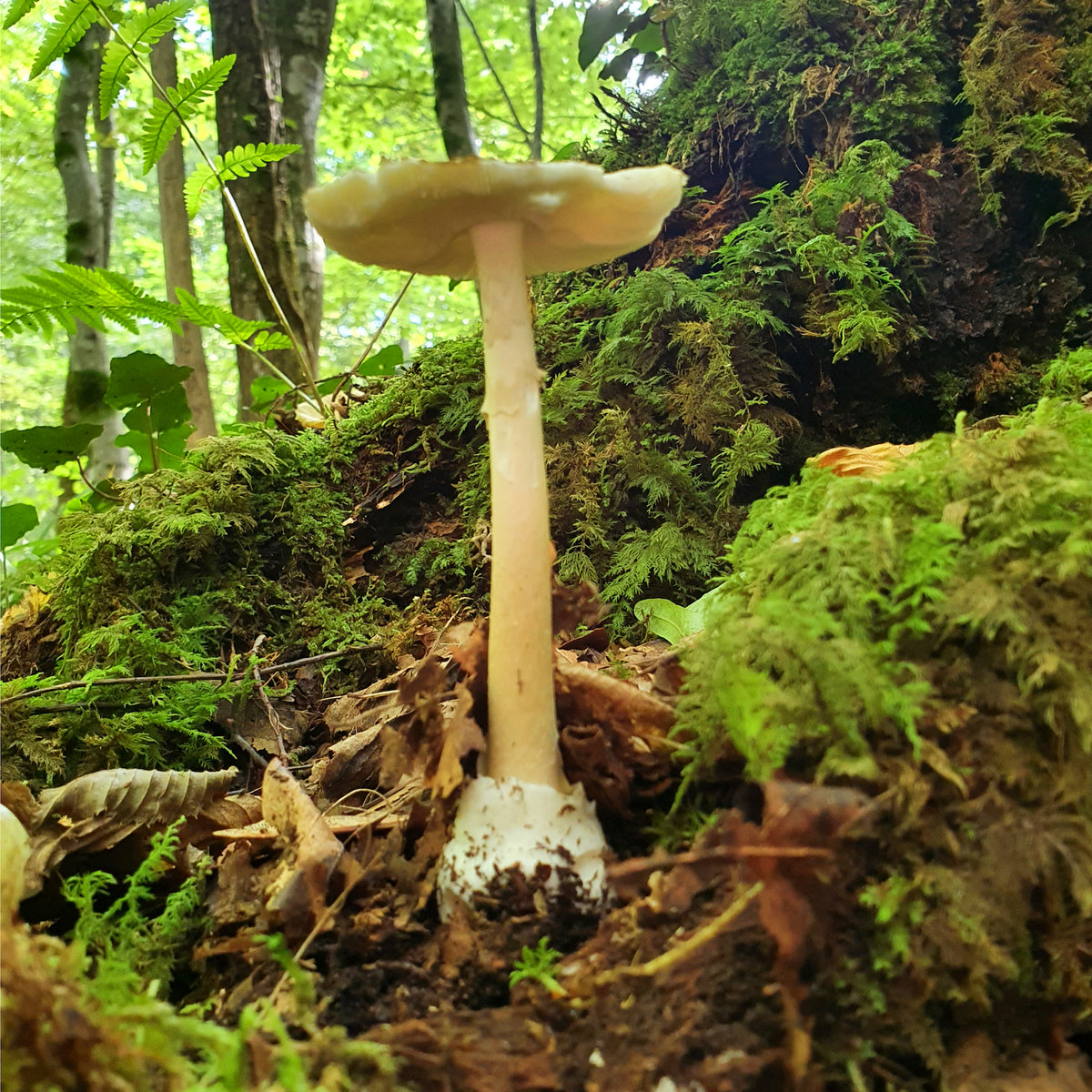 RUMPELN : Noise Means Noise